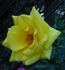 Texas rose photo