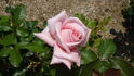 Carolyn rose photo