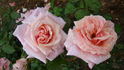 Arioso rose photo