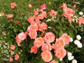 First Edition rose photo