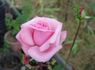 Royal Ascot ® rose photo