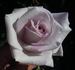 Pink Crystal rose photo