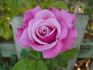 Nightingale rose photo