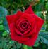 Swalk rose photo