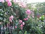 Heidekönigin ® rose photo