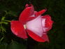 Eternally Yours rose photo