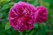 Barbara Oliva rose photo