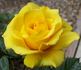 FL-01 rose photo