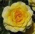 FL-01 rose photo