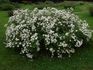 Schone Gezelle Blome rose photo