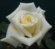 Claire McCarthy rose photo