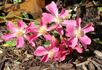 Ambiance ® rose photo