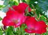 Berlin rose photo