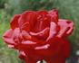 Allegro ® rose photo