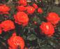 Anne Cocker ® rose photo