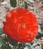 Arturo Toscanini rose photo