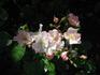 Augusta rose photo