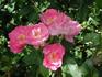 Baroque rose photo