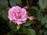 Blue Violet rose photo