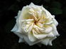 Étendard de Jeanne d'Arc rose photo