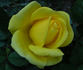 Golden Shot rose photo
