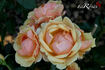 Olympic Palace ® rose photo