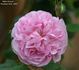 Bella Donna rose photo
