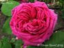 Ami Martin rose photo
