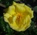 Golden Shot rose photo