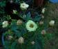 Green Diamond rose photo