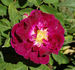 Séguier rose photo