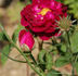Séguier rose photo