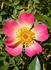 Star Magic rose photo