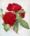 Alfred K. Williams rose photo