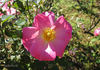 County Fair rose photo