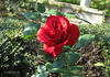 Grand Slam (hybrid tea, Swim rose photo