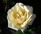 White Chocolate rose photo