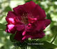 Captain Kidd rose photo