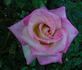 The Temptations ™ rose photo