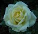 Caledonia™ rose photo