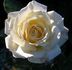 Caledonia™ rose photo