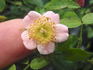 Tiny Tears rose photo