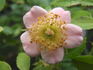 Tiny Tears rose photo