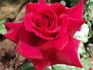 Queen of the Lakes rose photo