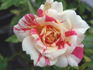 Earthquake ™ rose photo