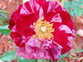 Love And Peace rose photo