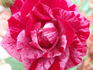Love And Peace rose photo