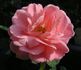 Flower Power rose photo