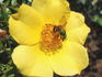 Baby Love rose photo