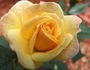 Iced Tea rose photo